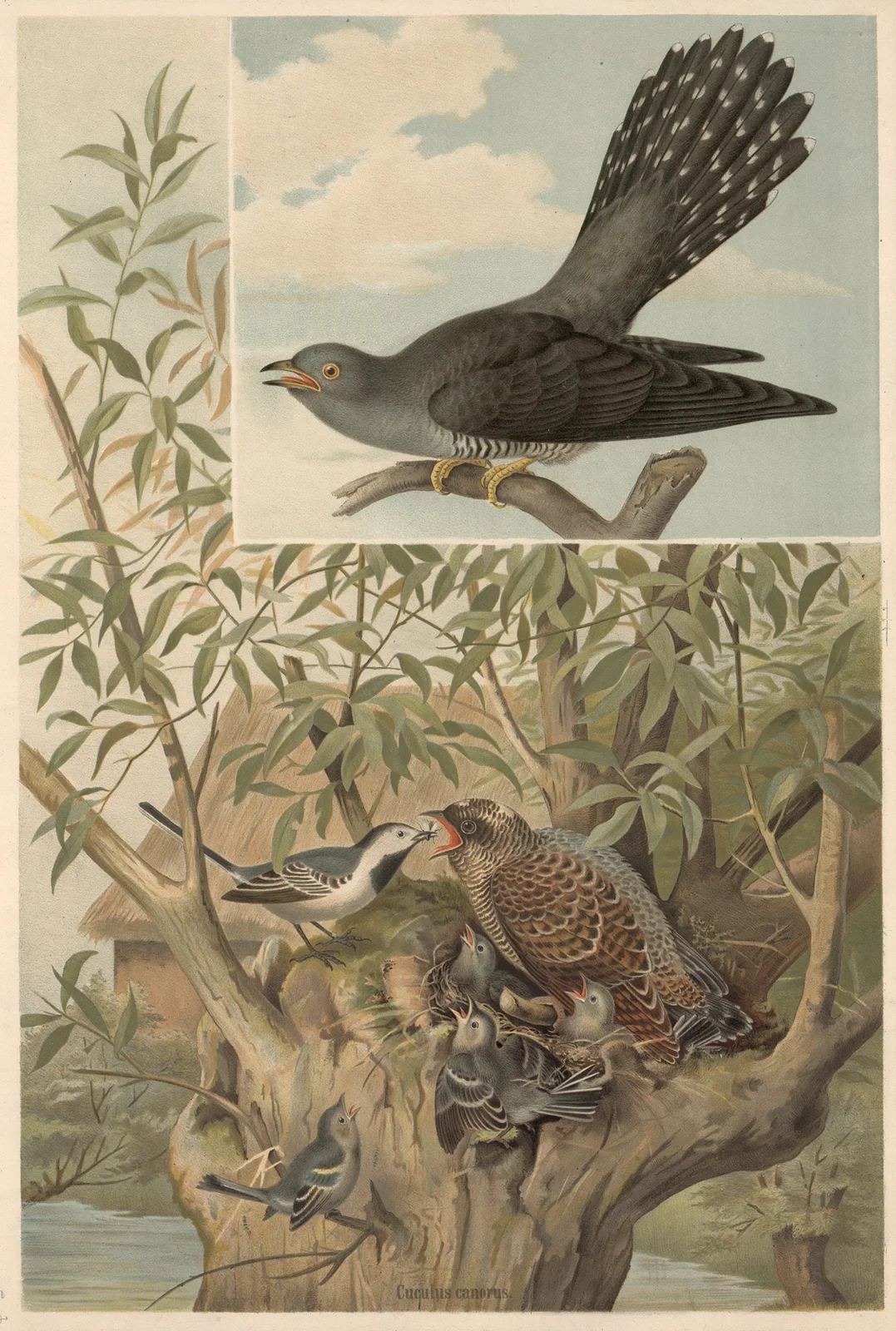 Cuckoo av Emil Schmidt
