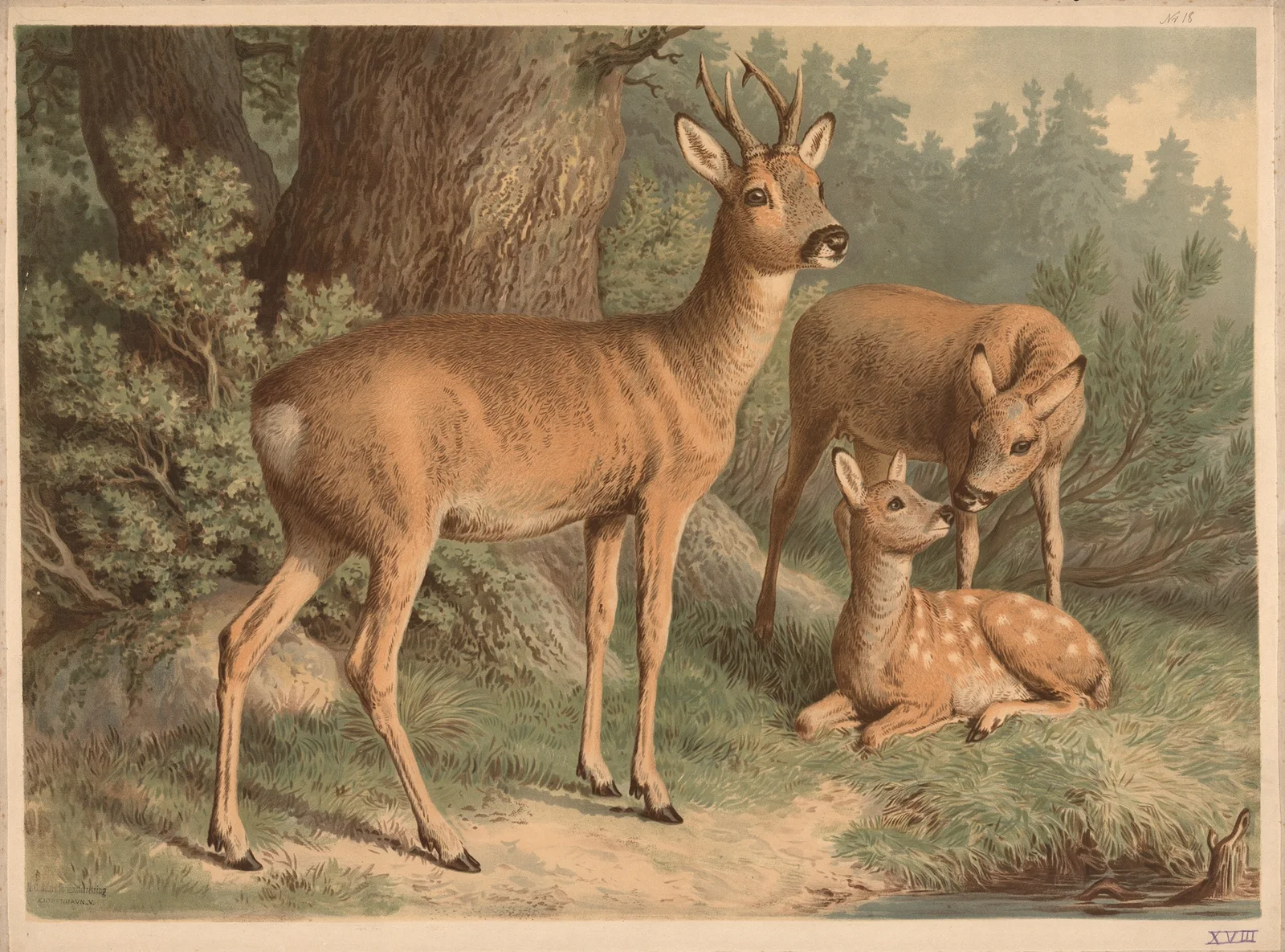 Deer av Emil Schmidt