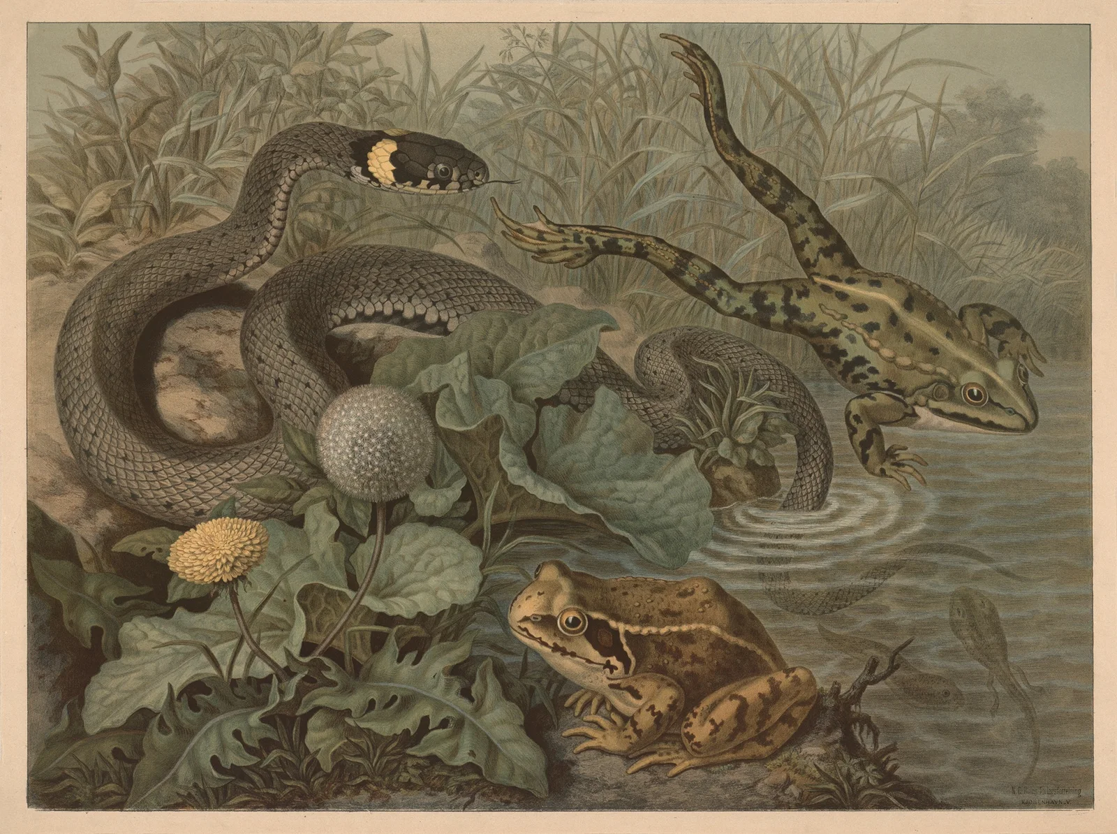 Frog and rattlesnake av Emil Schmidt