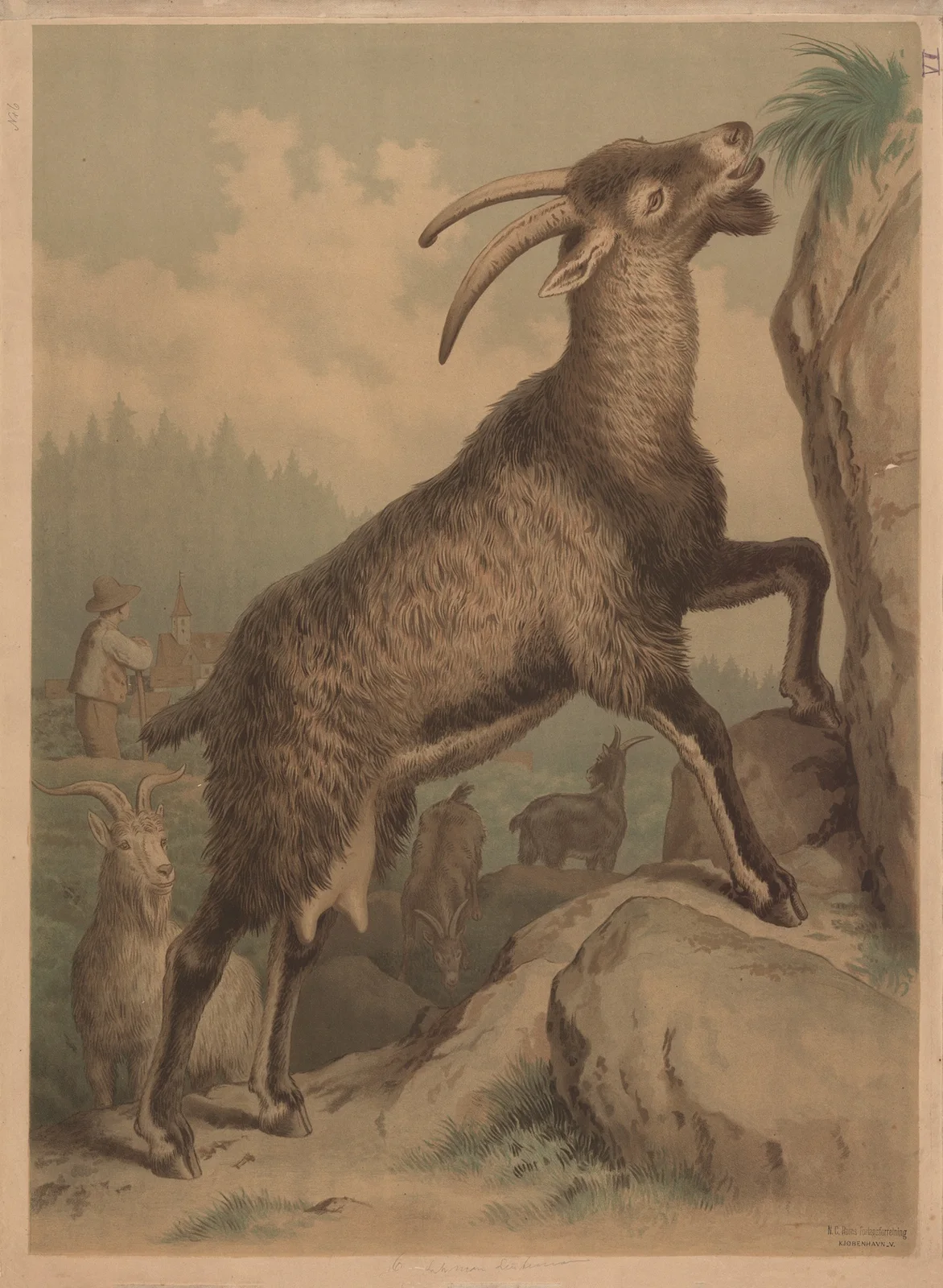 Goat av Emil Schmidt