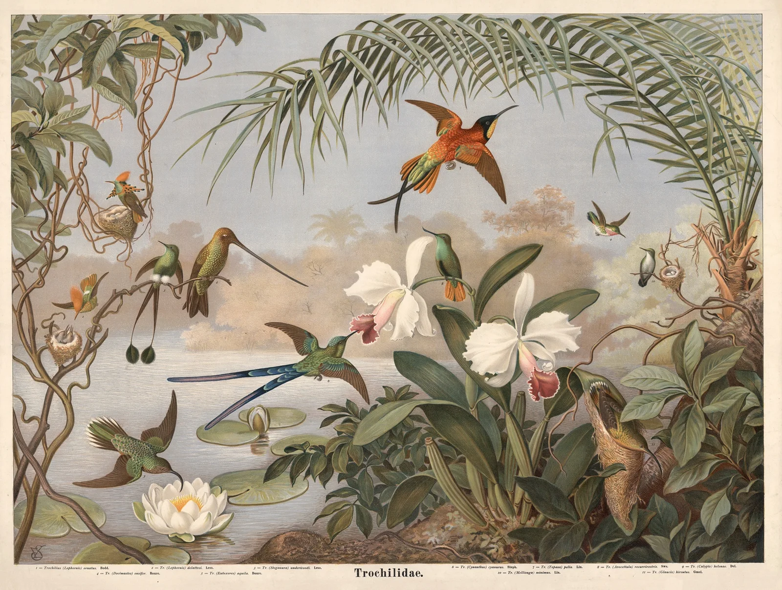 Hummingbird av Emil Schmidt