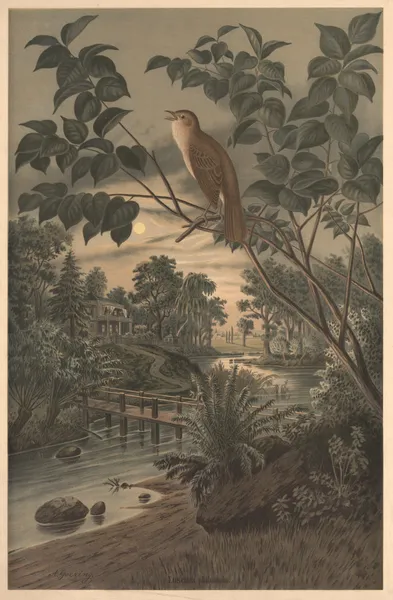 Nightingale av Emil Schmidt