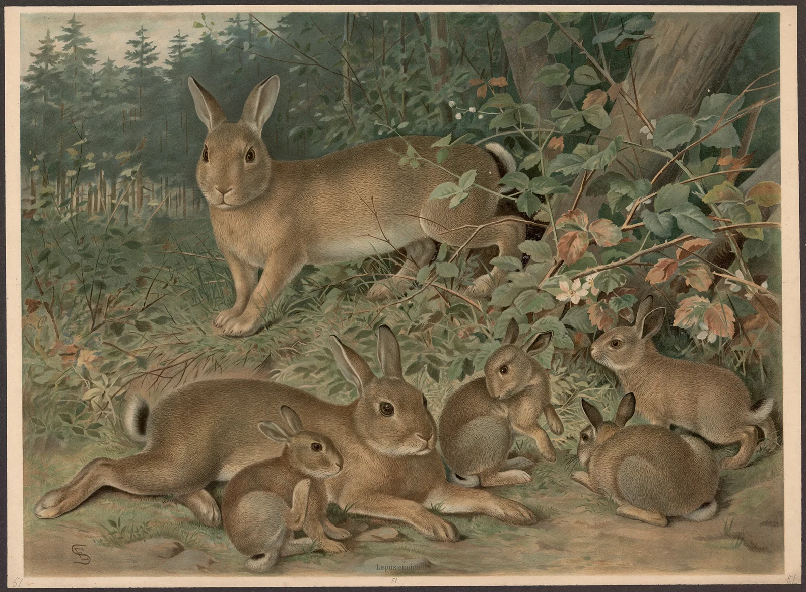 Rabbits av Emil Schmidt