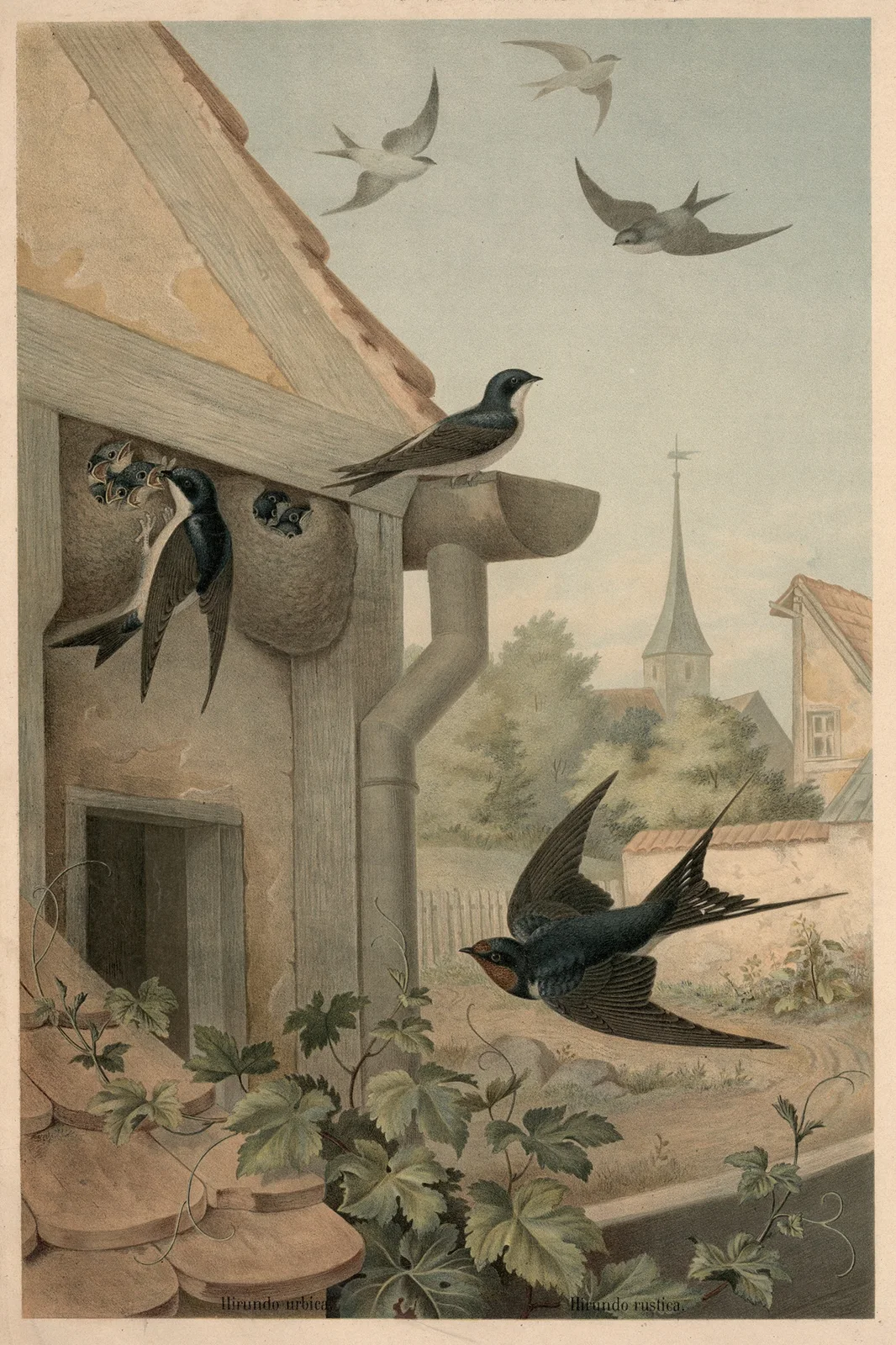 Swallows av Emil Schmidt
