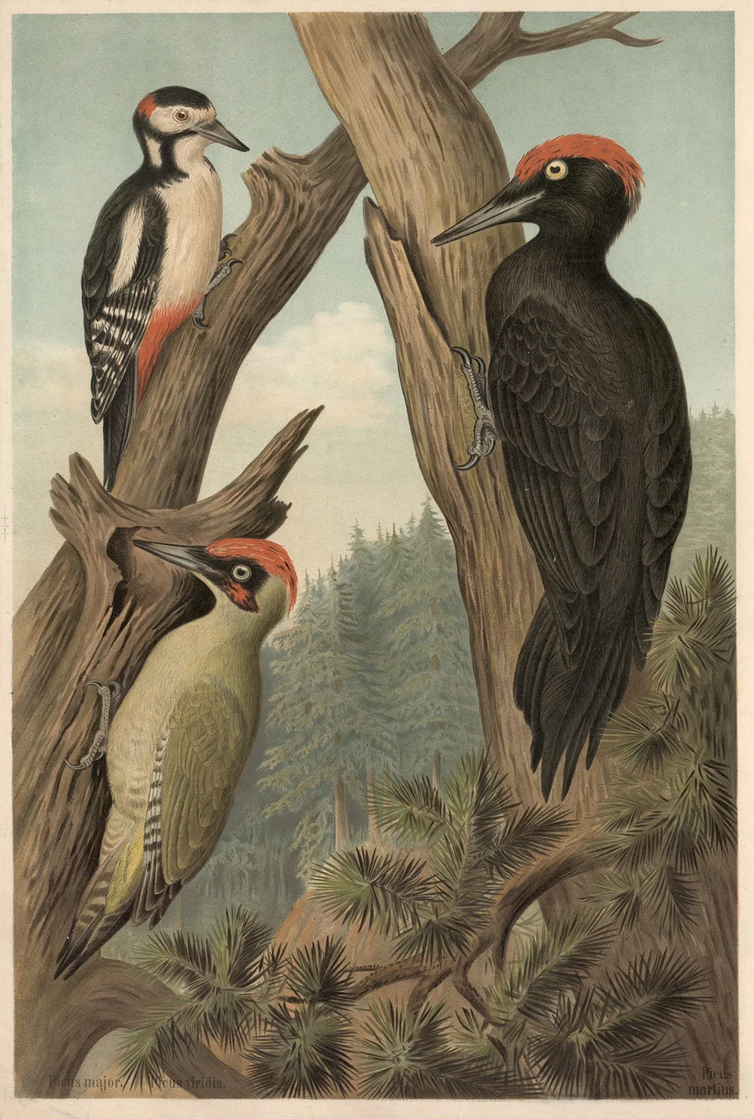 Woodpecker av Emil Schmidt
