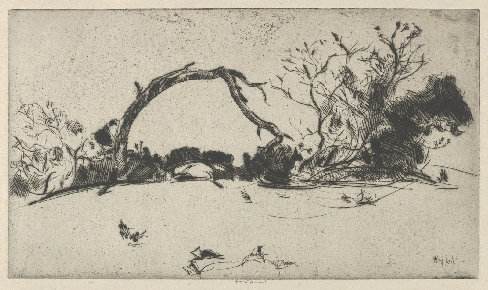 Cypress Study No. 1 av Ernest Haskell