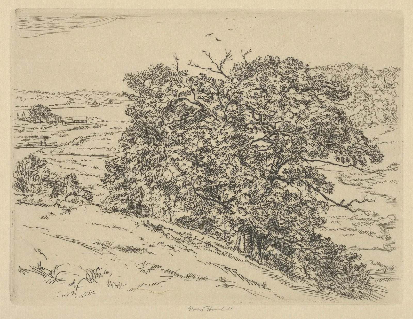 Dromore Oaks av Ernest Haskell