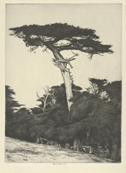 Dryad’s Parasol av Ernest Haskell
