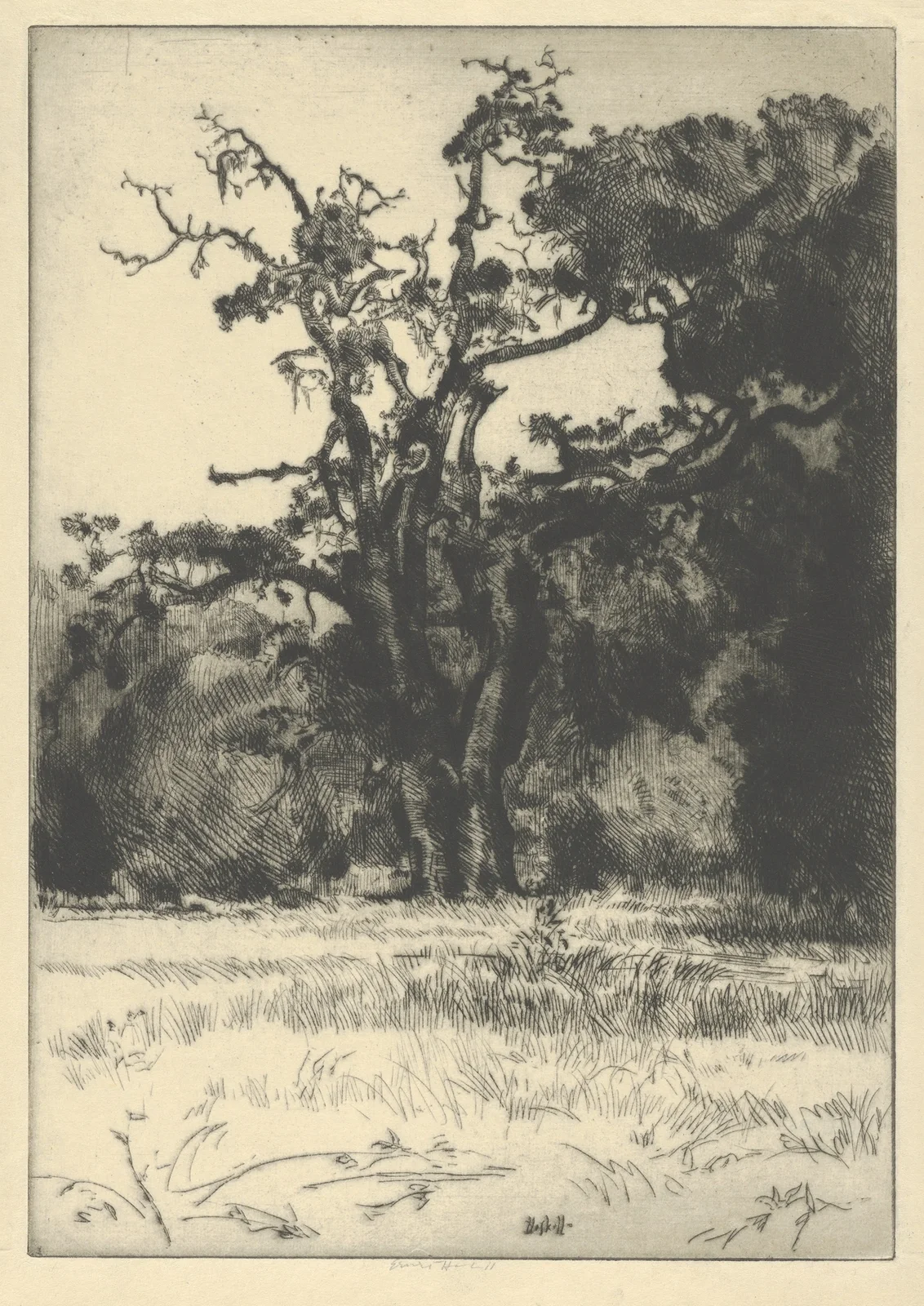 Dying White Oak av Ernest Haskell