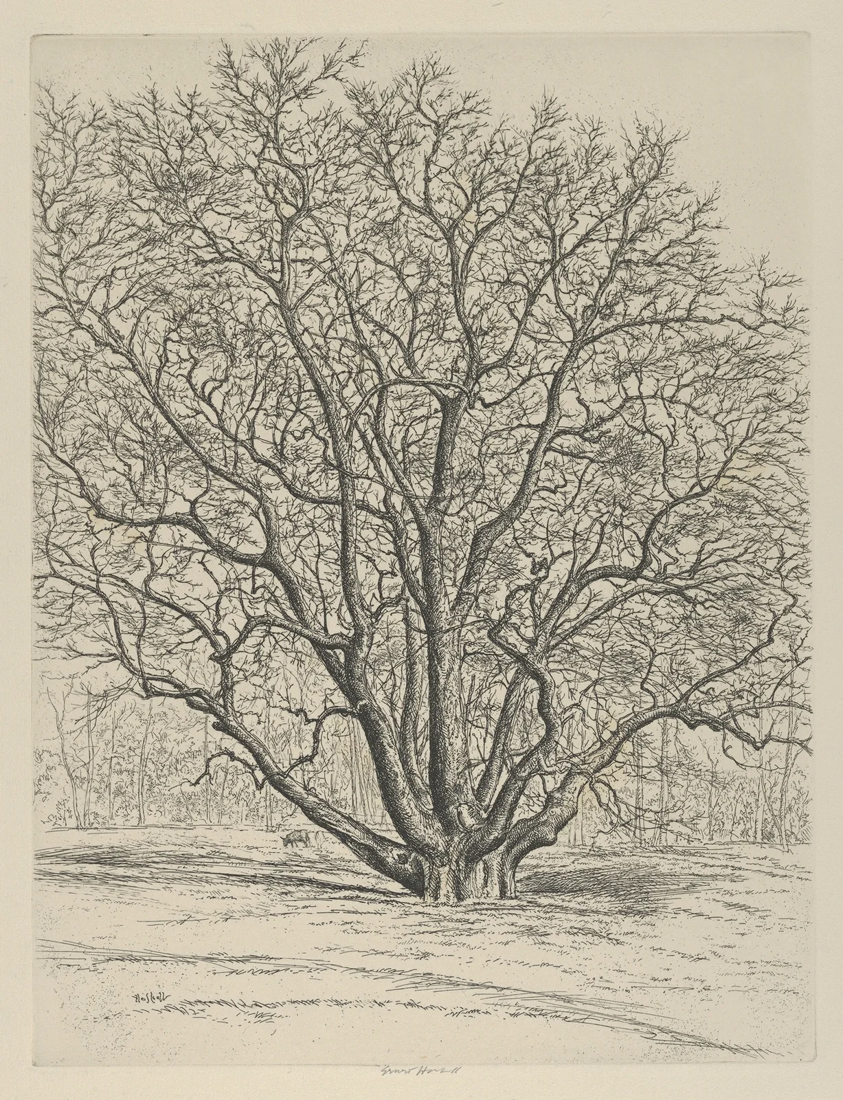 Giant Sycamore av Ernest Haskell