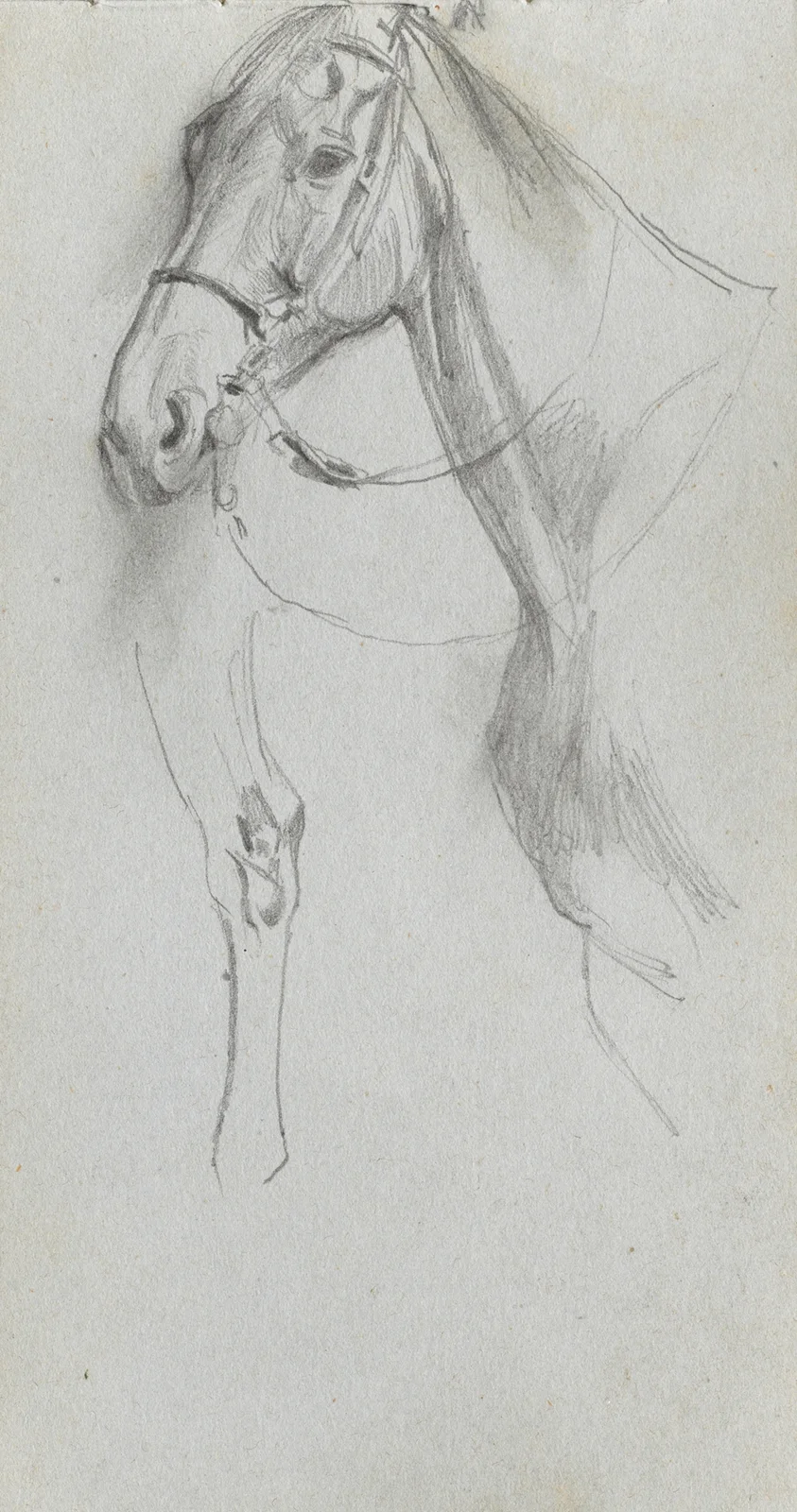 Study for a Horse av Ernest Meissonier