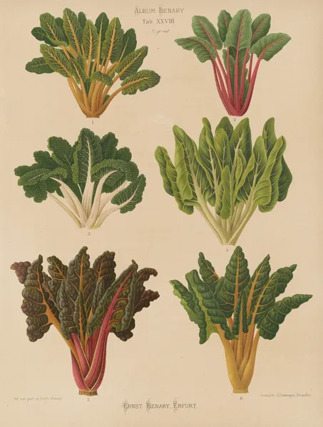Beet or Swiss Chard av Ernst Benary