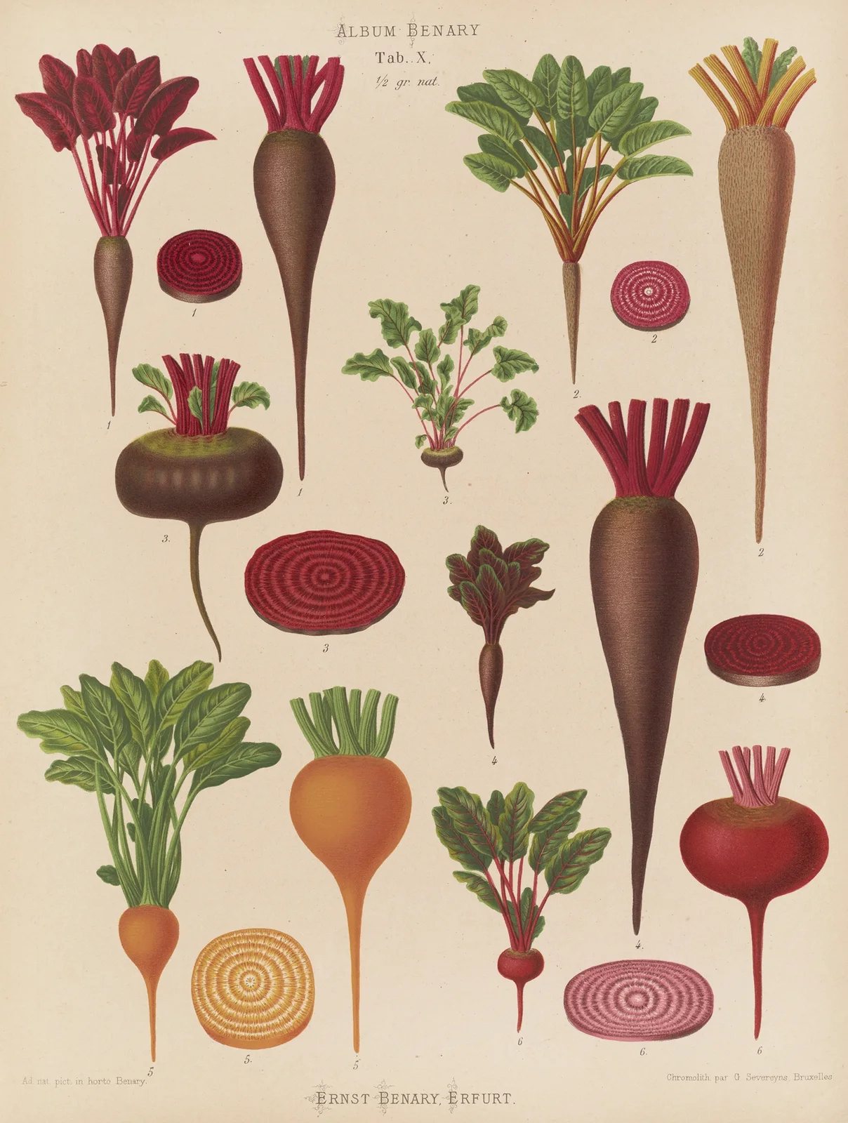 Beets av Ernst Benary