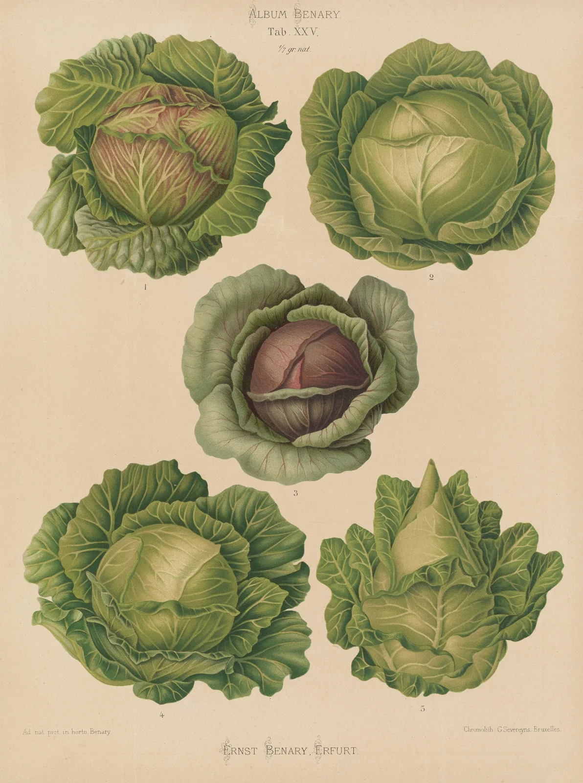 Cabbages av Ernst Benary