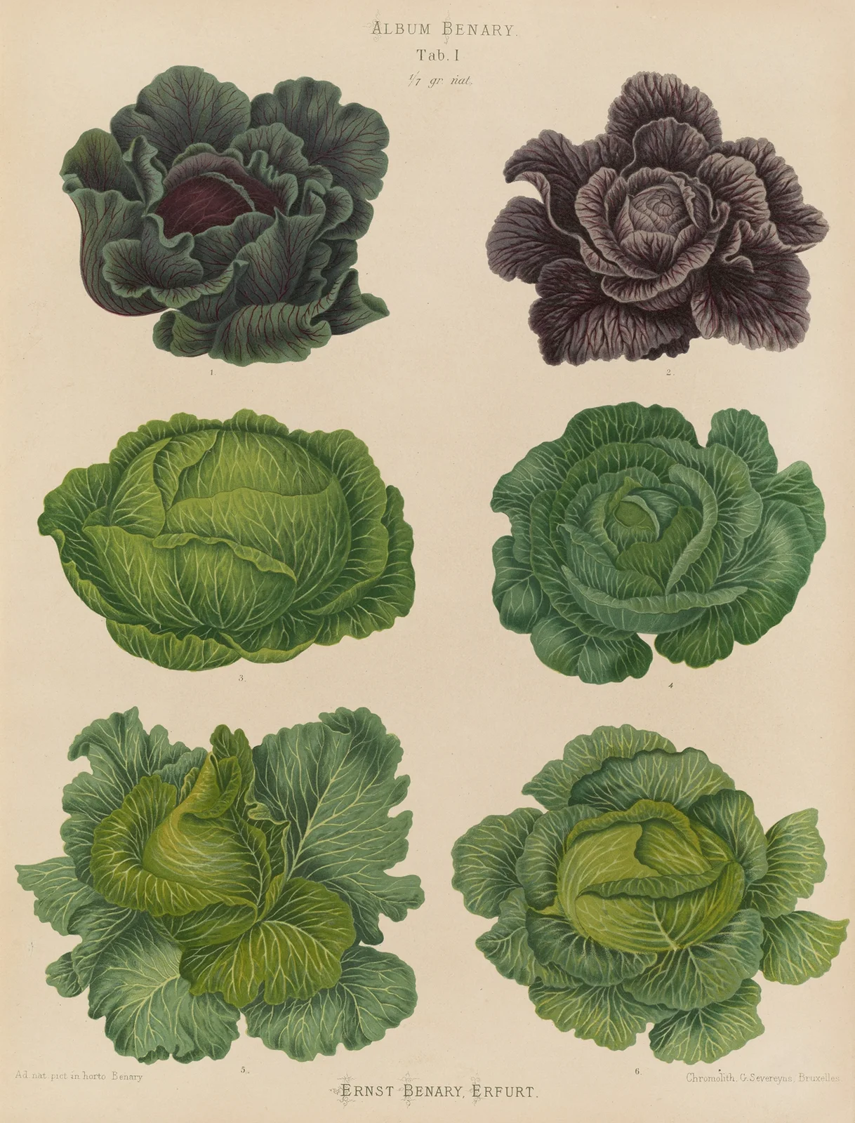 Cabbages, 1876 – nr 1 av Ernst Benary