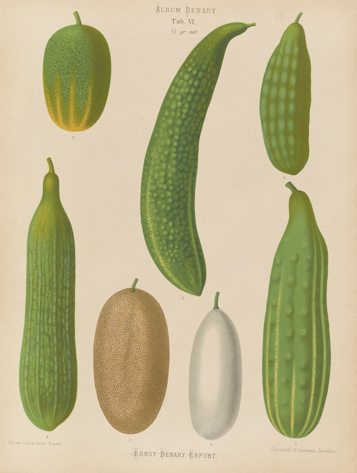 Cucumbers av Ernst Benary
