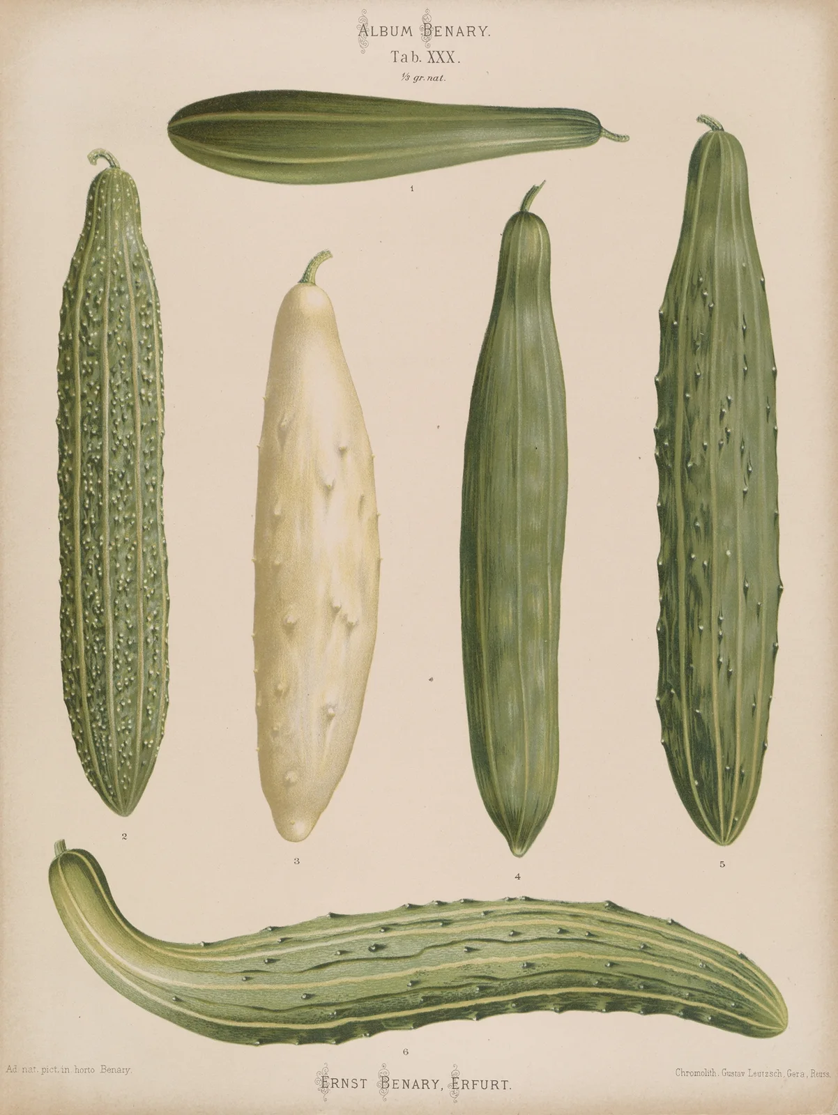 Frame Cucumbers av Ernst Benary