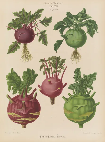 Kohl Rabi, or Turnip-rooted Cabbage av Ernst Benary