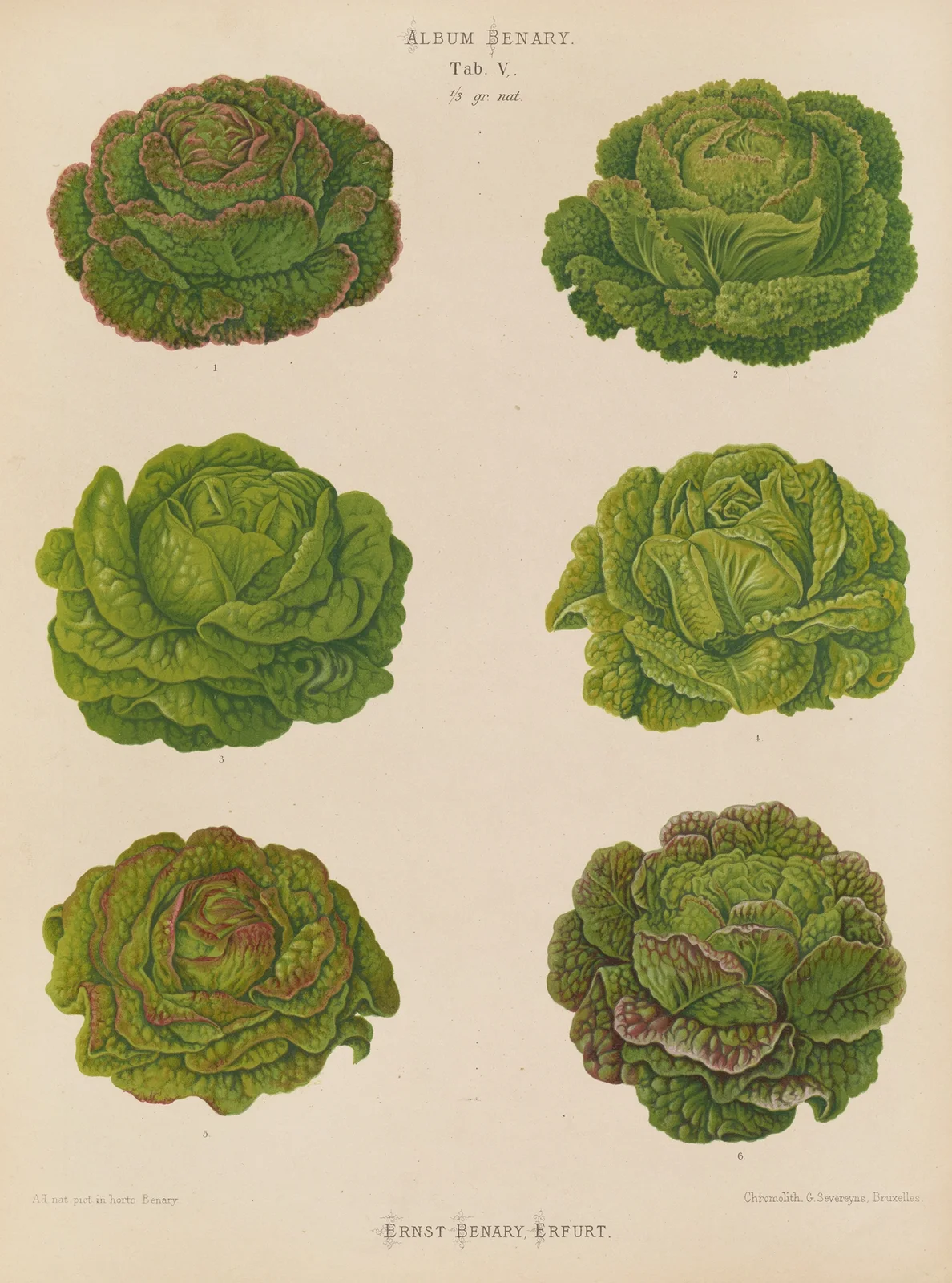 Lettuces – Cabbage Varieties, 1876 – nr 2 av Ernst Benary