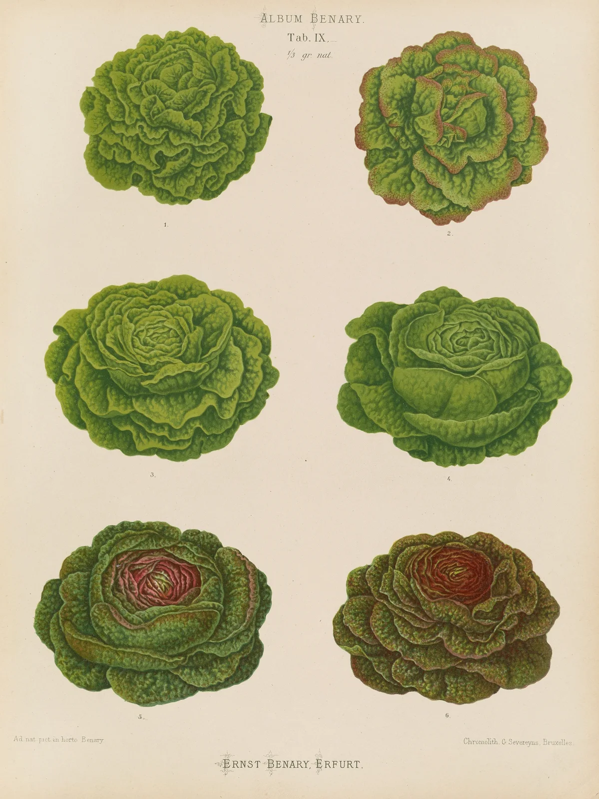 Lettuces – Cabbage Varieties, 1876 – nr 1 av Ernst Benary