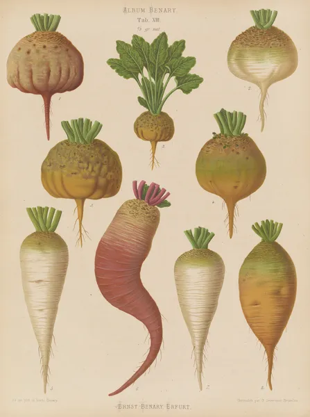 Mangel Wurzels. Sugar Beets av Ernst Benary