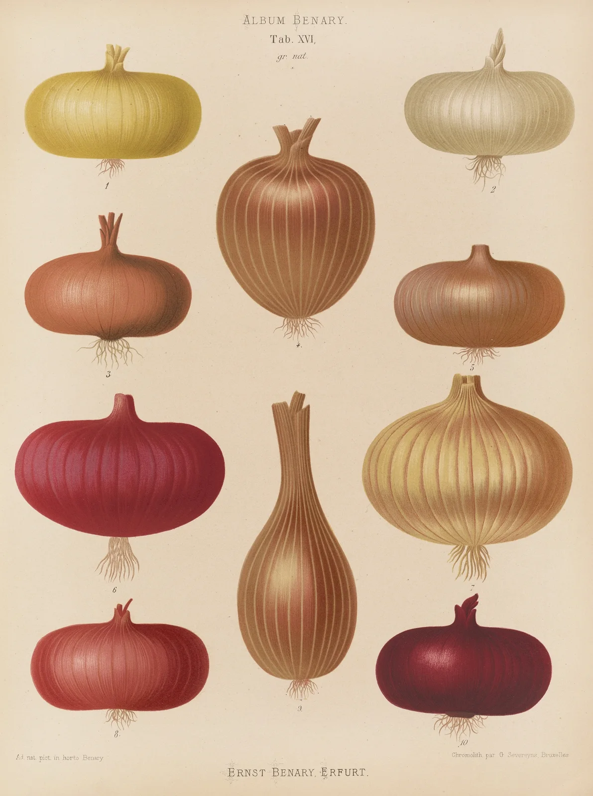 Onion av Ernst Benary