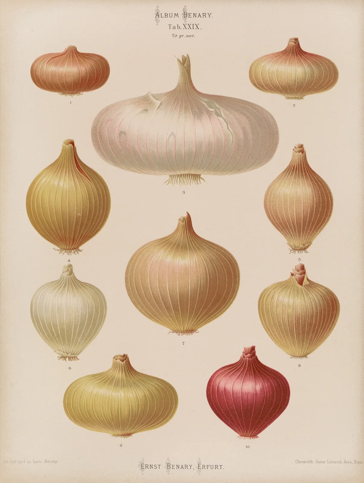 Onions av Ernst Benary