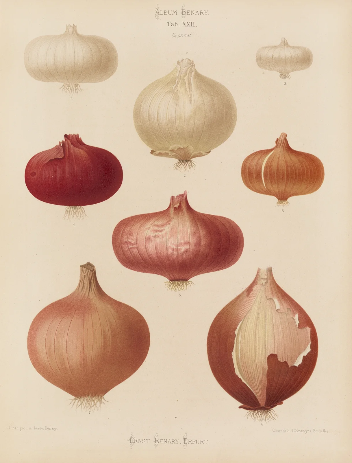 Onions av Ernst Benary