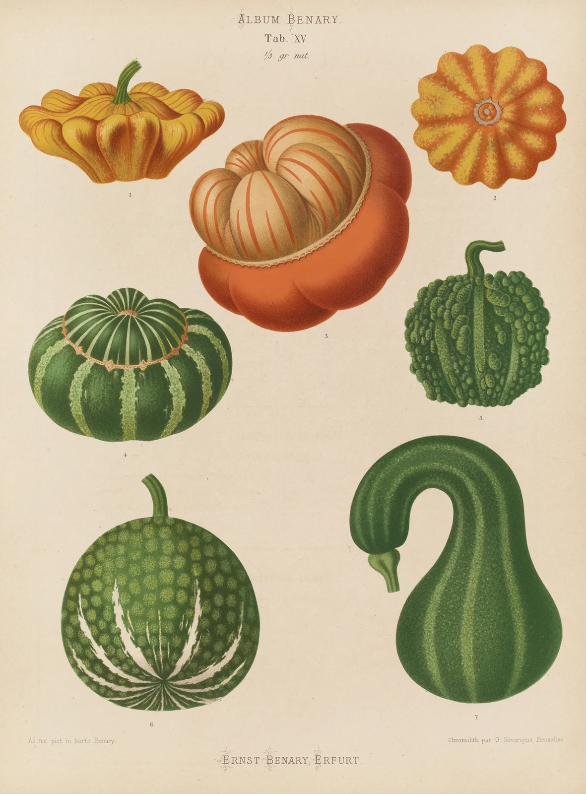 Ornamental Gourds av Ernst Benary