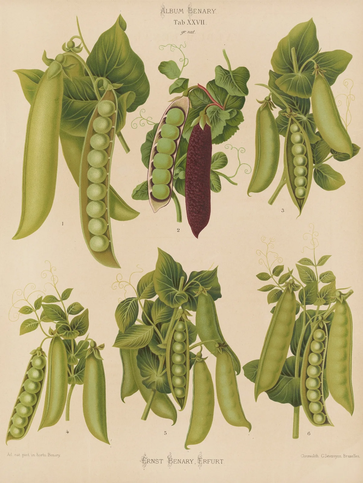 Peas av Ernst Benary