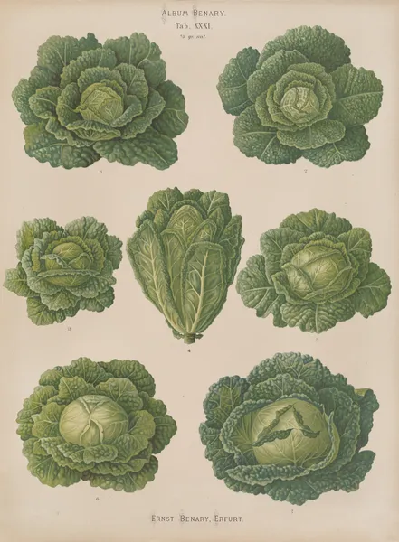 Savoy Cabbages av Ernst Benary