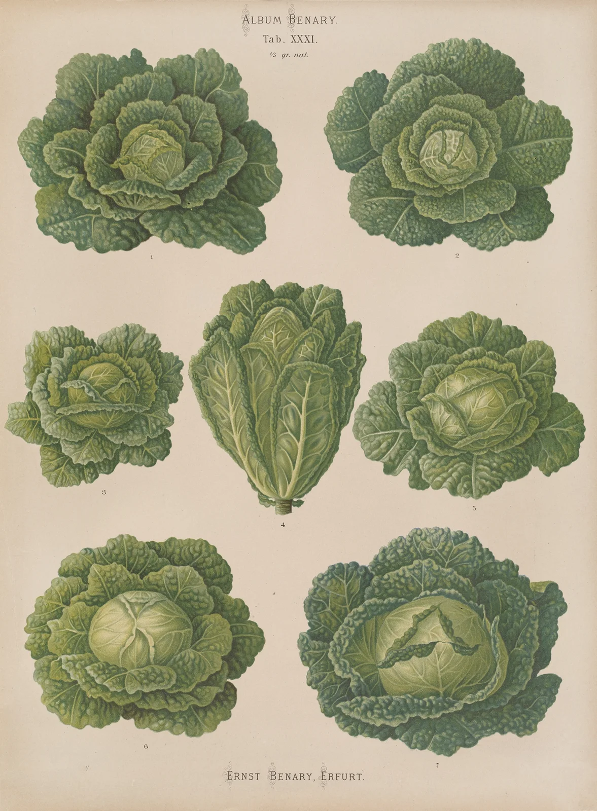 Savoy Cabbages, 1876 – nr 2 av Ernst Benary