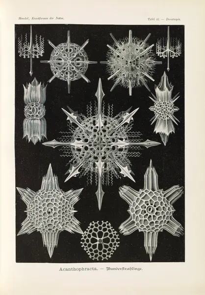 Acanthophracta. – Wunderstrahlinge av Ernst Haeckel
