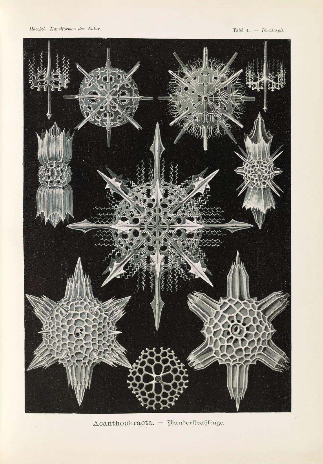 Acanthophracta. – Wunderstrahlinge av Ernst Haeckel