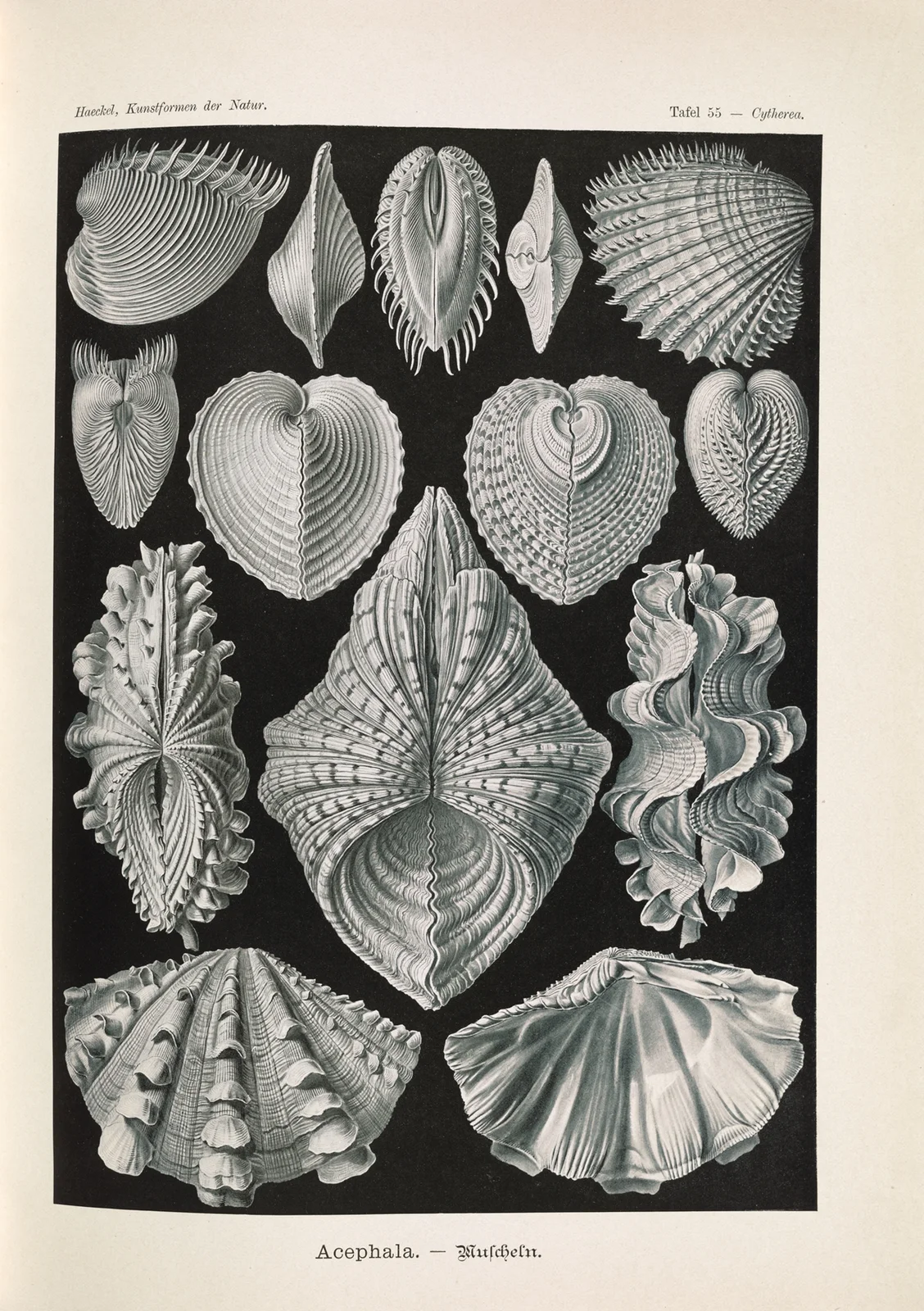 Acephala. – Muscheln av Ernst Haeckel