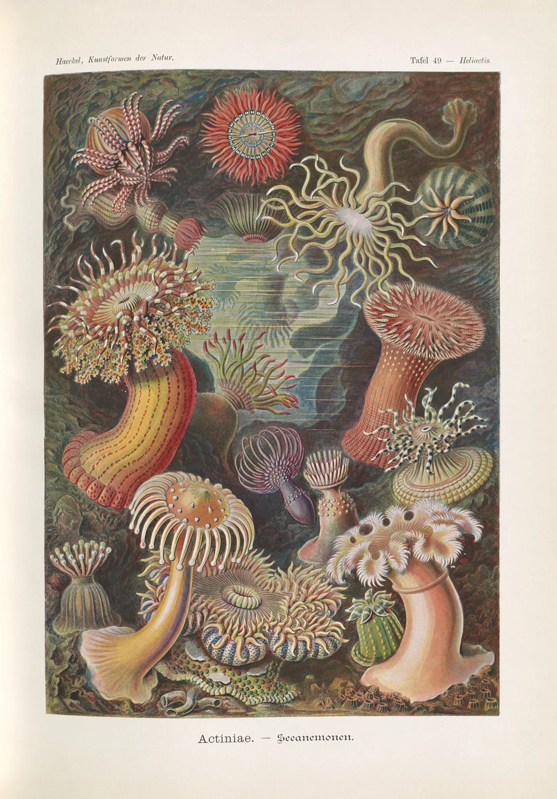Actiniae. – Seeanemonen av Ernst Haeckel