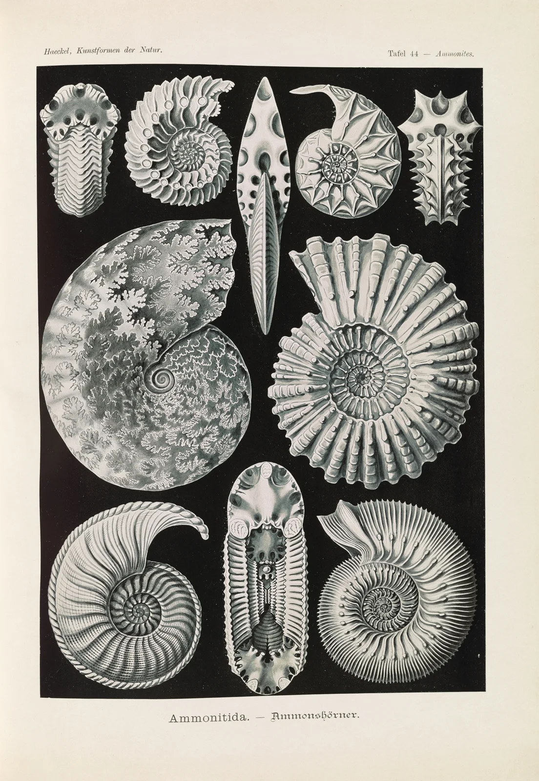 Ammonitida. – Ammonshörner av Ernst Haeckel
