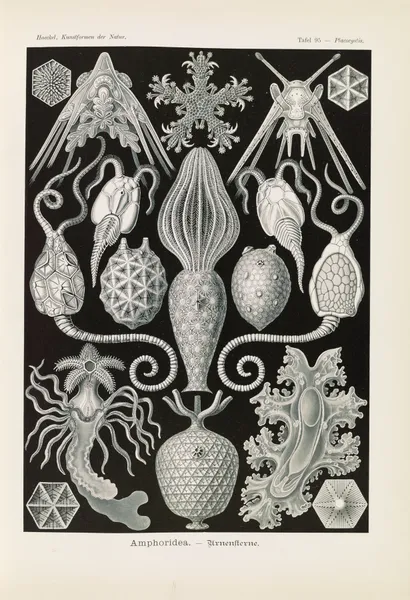 Amphoridea. – Urnensterne av Ernst Haeckel