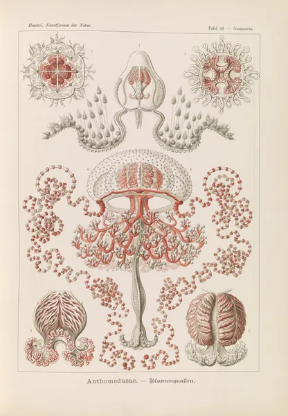 Anthomedusae. – Blumenquallen av Ernst Haeckel