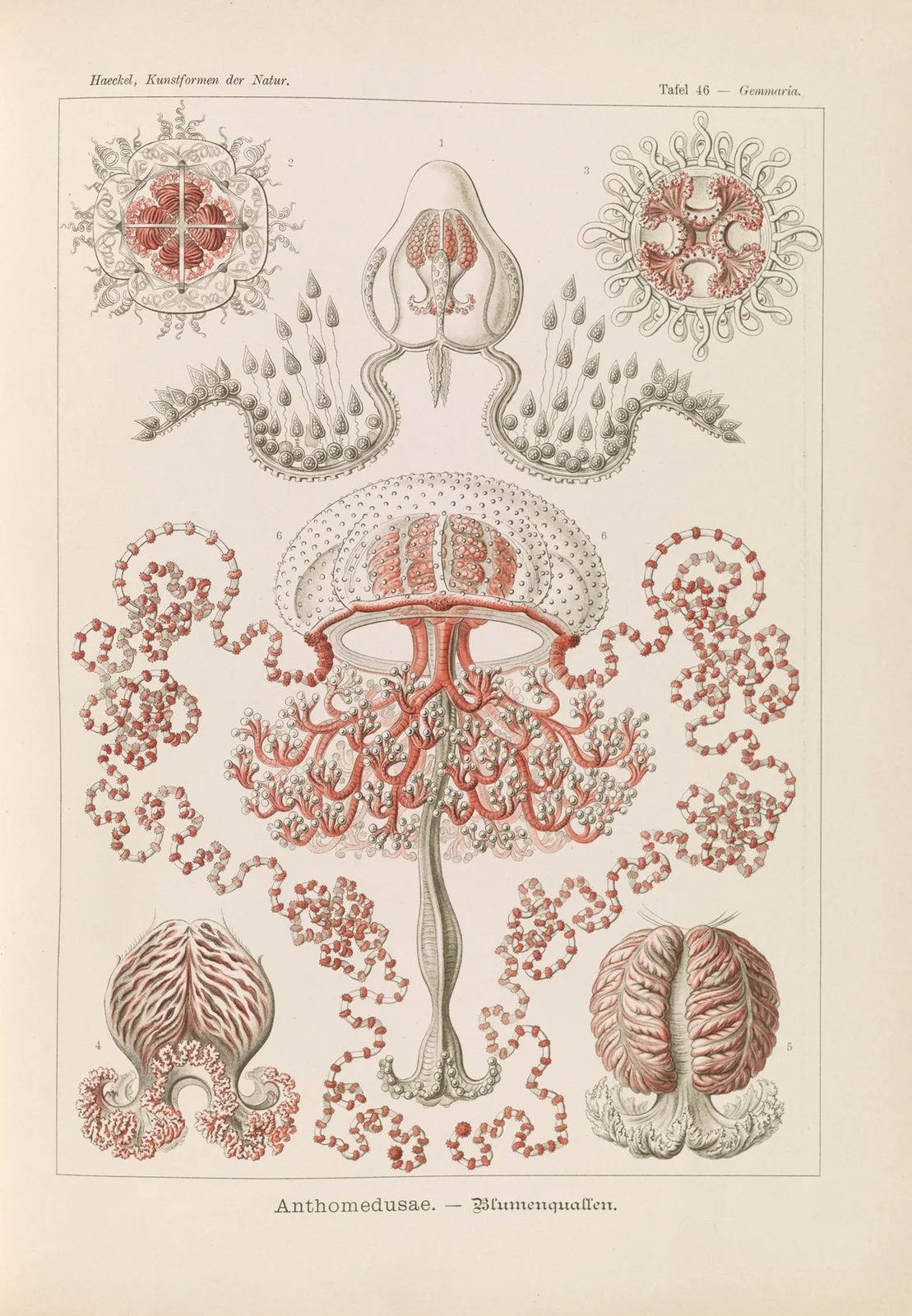 Anthomedusae. – Blumenquallen av Ernst Haeckel