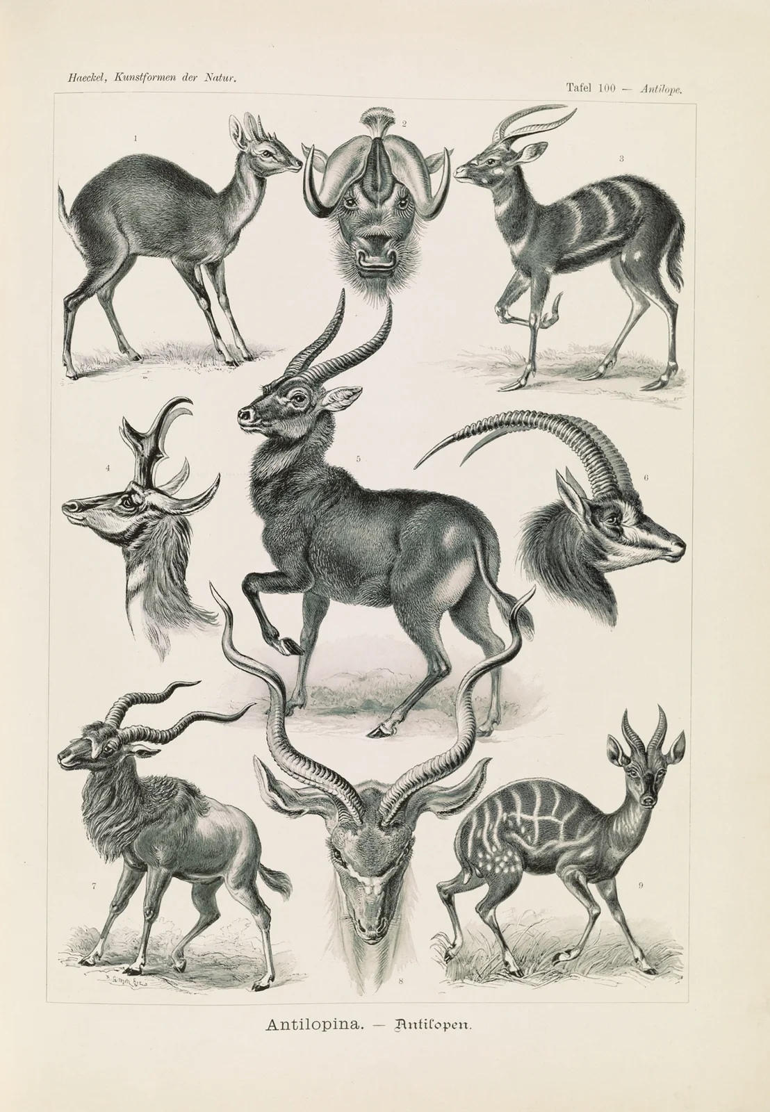 Antilopina. – Antilopen av Ernst Haeckel