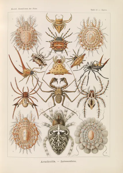 Arachnida. – Spinnentiere av Ernst Haeckel