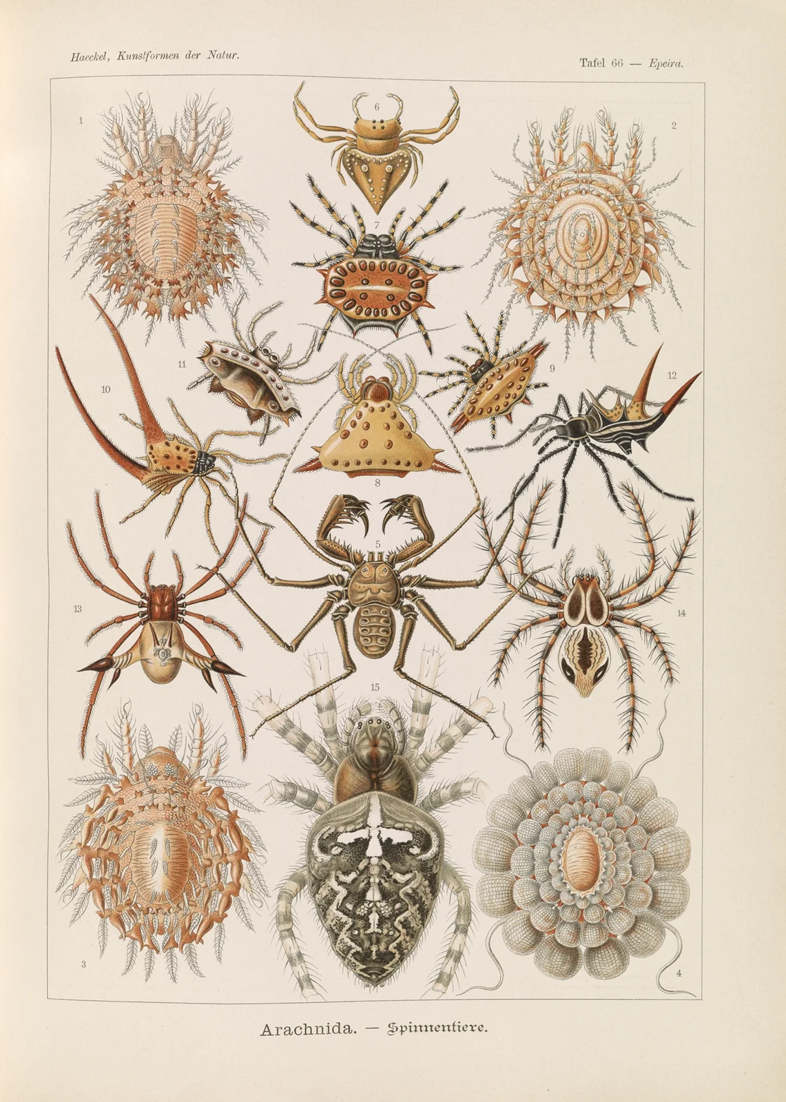Arachnida. – Spinnentiere av Ernst Haeckel