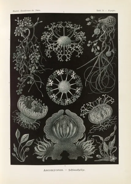 Ascomycetes. – Schlauchpilze av Ernst Haeckel
