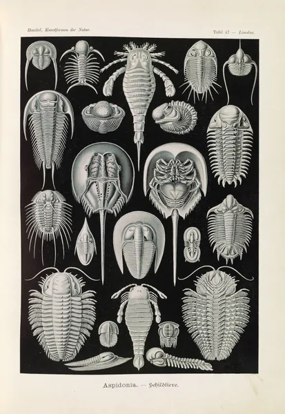Aspidonia. – Schildtiere av Ernst Haeckel