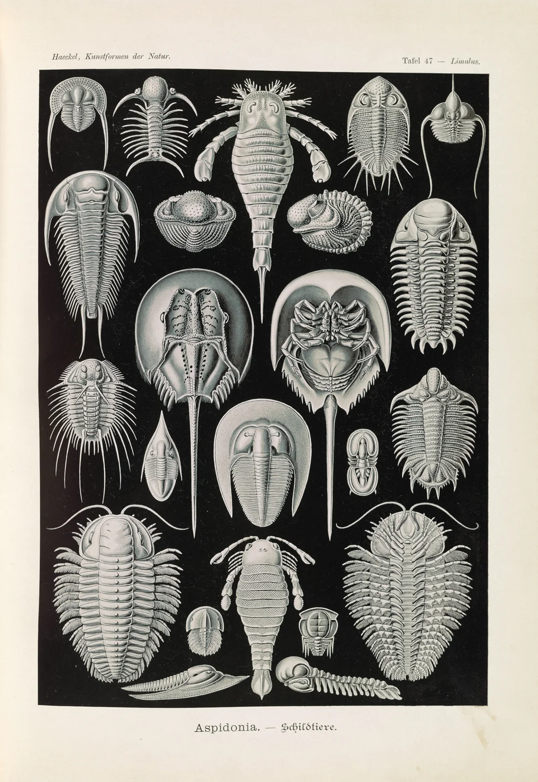 Aspidonia. – Schildtiere av Ernst Haeckel