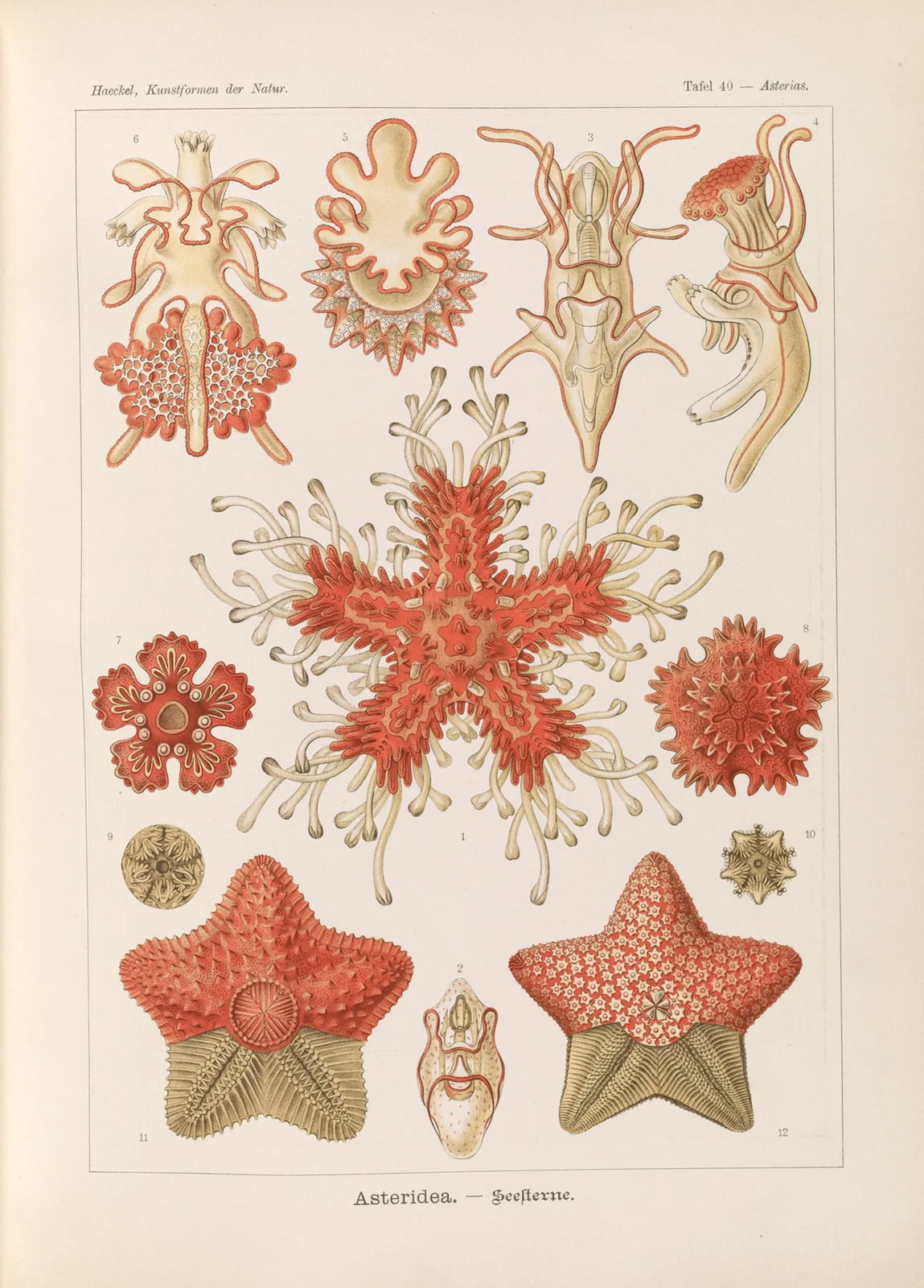 Asteridea. – Seesterne av Ernst Haeckel