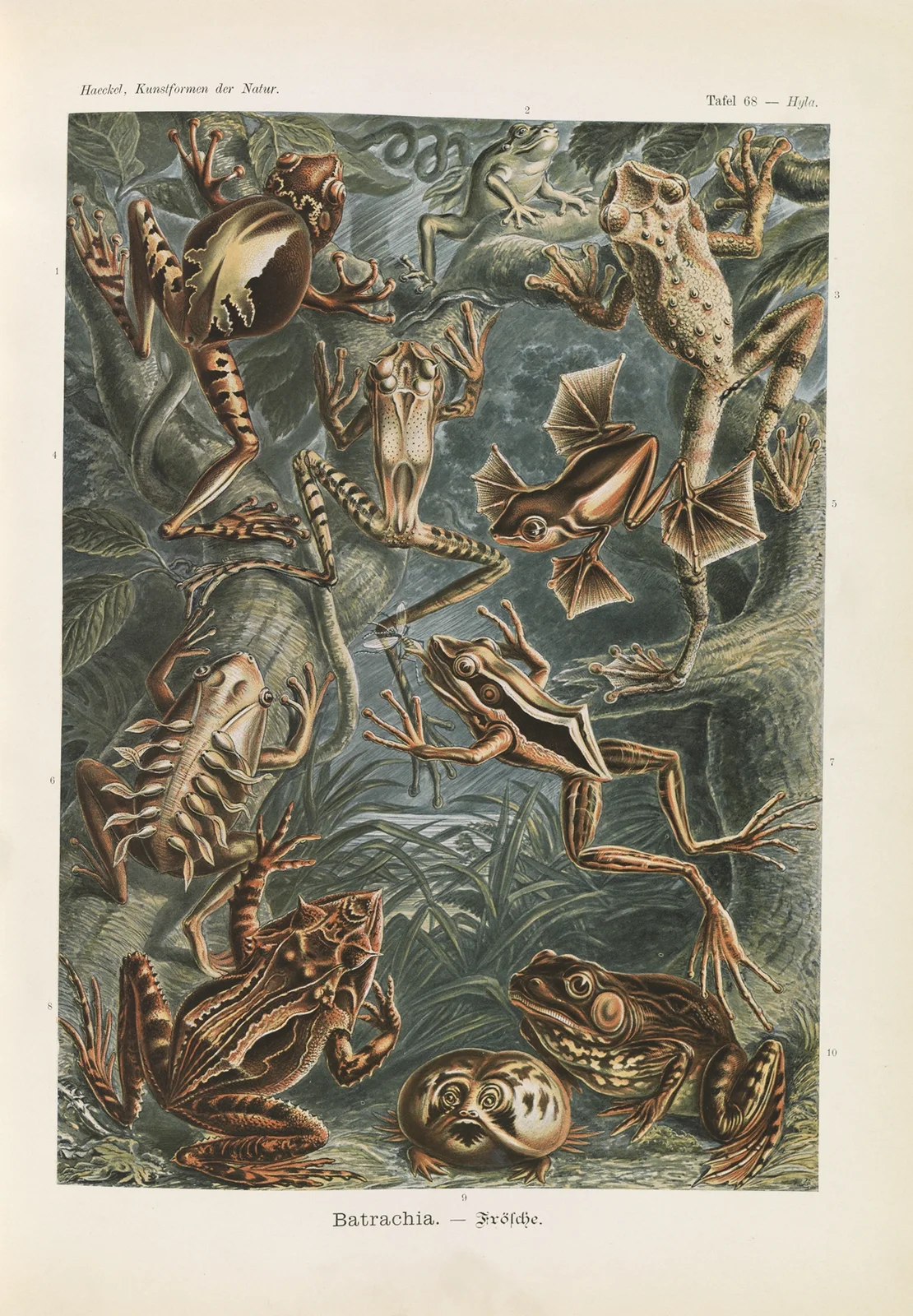 Batrachia. – Frösche av Ernst Haeckel