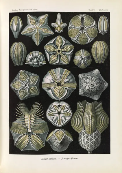 Blastoïdea. – Knospensterne av Ernst Haeckel