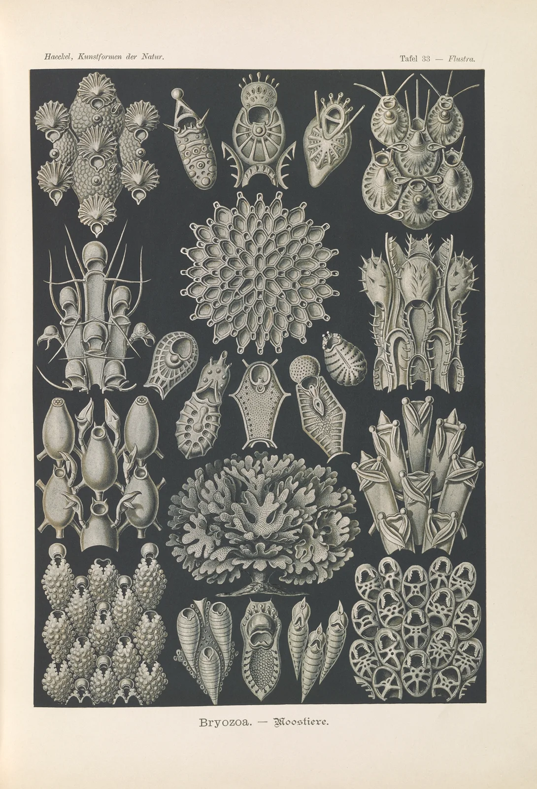 Bryozoa. – Woostiere av Ernst Haeckel